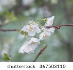 Small photo of Spring buds and flowers of fruit tree covered in snow. Nature deviance. Temperature anomaly. Spring and snow. Shallow DOF.