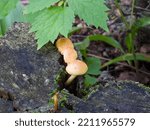 Yellow Gymnopilus Mushrooms...