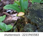 Yellow Gymnopilus Mushroom...