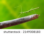Green Walking Stick  Stick Bug  ...
