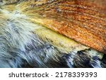 Side Of Hummingbird Hawk Moth ...