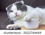 A cute fold-eared cat put its paw on a cup of coffee.
