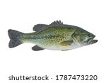 Largemouth bass fish isolated on white background