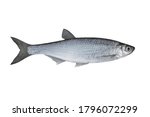Small photo of Common bleak. Alive ablet fish isolated on white background