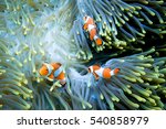 Three clownfish in their anemone