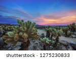 Teddy-bear cholla shrub in Cholla Cactus Garden of Joshua Tree National Park at sunset. In this national park the Mojave desert and the Colorado desert ecosystems come together.