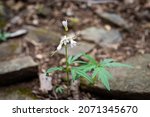 Small photo of Cut-leaved cutleaf toothwort cardamine concatenata wildflower white flowers on forest ground floor in Wintergreen ski resort hiking in Virginia spring on Devil's Knob Trail