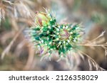 Small photo of Cane Cholla cactus macro closeup with texture of spikes and bokeh background on Main Loop trail in Bandelier National Monument in New Mexico in Los Alamos