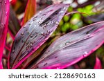 Small photo of Broadleaf palm-lily cordyline fruticosa plant purple pink colorful leaves foliage in garden park with pattern background in Miami, Florida macro closeup of water rain drops