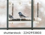 Dark Eyed Junco And Tufted...