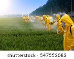 Farmers spraying pesticide in...