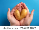 Small photo of Man holds heart shaped ugly potato on blue background. Ugly vegetables