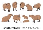 Capybara Set. Adult Capybaras...