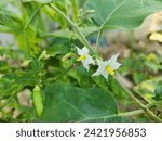 Small photo of Close-up blooming pea of eggplant flowers in the garden, also known as sparrow eggplant (Eggplant).