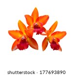 Orange Orchid Isolate