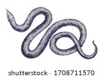Vintage Snake Vector Engraving...