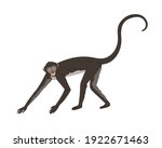 walking spider monkey with... | Shutterstock .eps vector #1922671463