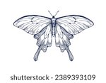 butterfly drawing in retro...