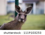 The Curious Kangaroo 