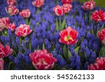 Tulip   Grape Hyacinth Blue