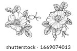 wild rose flowers and berries ... | Shutterstock .eps vector #1669074013