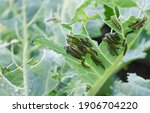 The caterpillars of the cabbage ...
