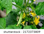 Young Plants Blooming Cucumbers ...