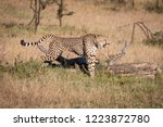 Cheetah Stretches In Grass...