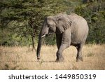 African Elephants Walking across the grassland image - Free stock photo ...