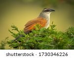 White-browed coucal in leafy bush facing right