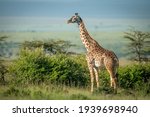 Masai giraffe stands by bushes in sunshine