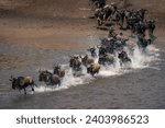 Small photo of Blue wildebeest galloping across river in spray