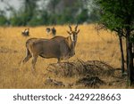 Male common eland stands...