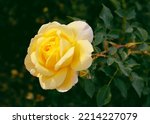 Pretty yellow roses in the...