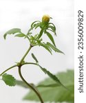 Small photo of herbal plant Bidens tripartita - devils pitchfork with yellow flowers isolated close up