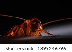 Close-up of animal red cockroach at night