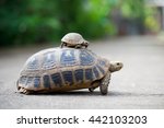 Turtle Crossing The Road