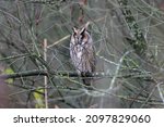 The Long Eared Owl  Also Known...