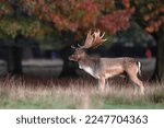 The European fallow deer, also known as the common fallow deer or simply fallow deer, is a species of ruminant mammal belonging to the family Cervidae.