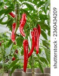Small photo of Red ripe chili peppers on the garden bed. Homegrown organic food, capsicum or paprika peppers ripening in the garden.