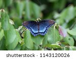 The Red Spotted Purple Butterfly