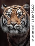 Portrait Of Sumatran Tiger In...