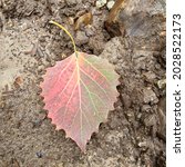 Small photo of beech leaf changing color too soon