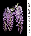 wisteria flower isolated on... | Shutterstock . vector #1194081400