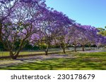 Jacaranda Tree In Full Bloom In ...