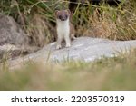 The stoat or short-tailed weasel (Mustela erminea), also known as the Eurasian ermine, Beringian ermine, or simply ermine, is a mustelid native to Eurasia and the northern portions of North America. 