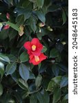 Small photo of Red camellia flowers blooming in the shrine precincts