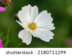 White Cosmos Flowers Blooming...