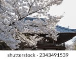Small photo of Somei Yoshino cherry trees in full bloom on the precincts of Honpo-ji Temple