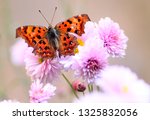Asian Comma Butterfly Nectaring ...